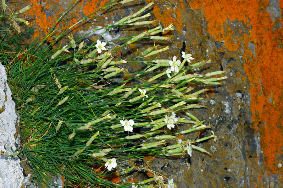 Dianthus da determinare